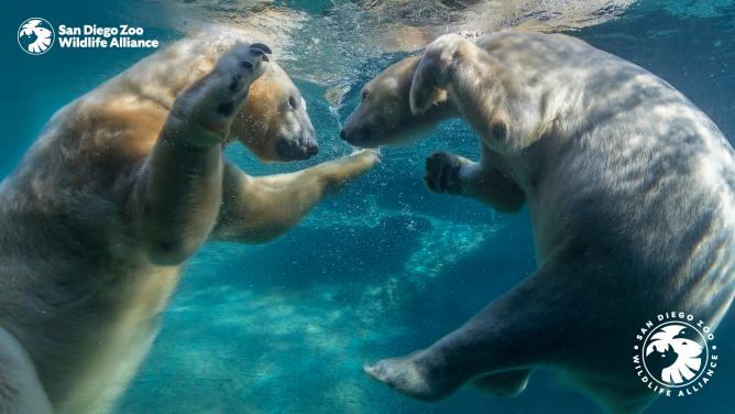 2 Polar Bears under water