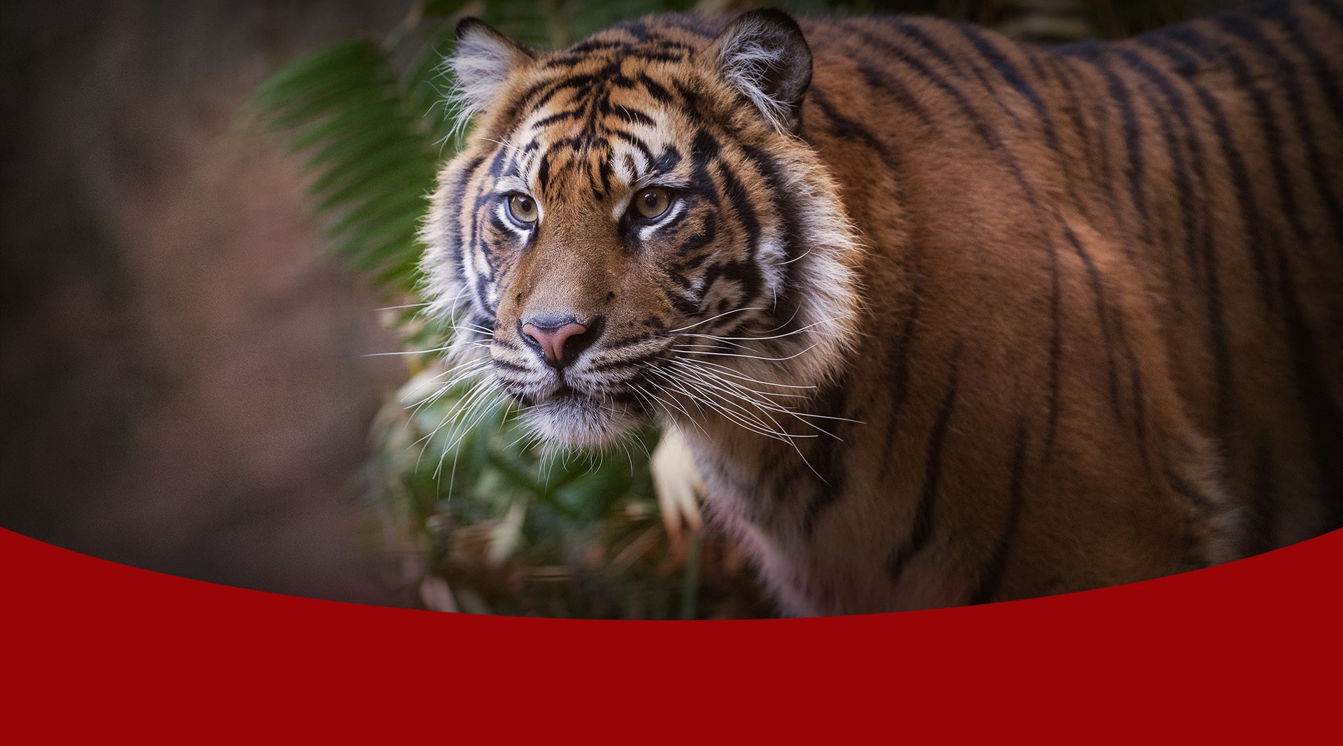san diego zoo lunar new year 2022
