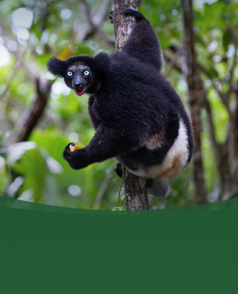 SDZWA adventures madagascar lemur