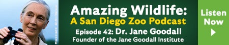 Amazing Wildlife Podcast -- Dr. Jane Goodall