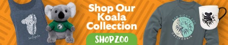 Shop Our Koala Collection!