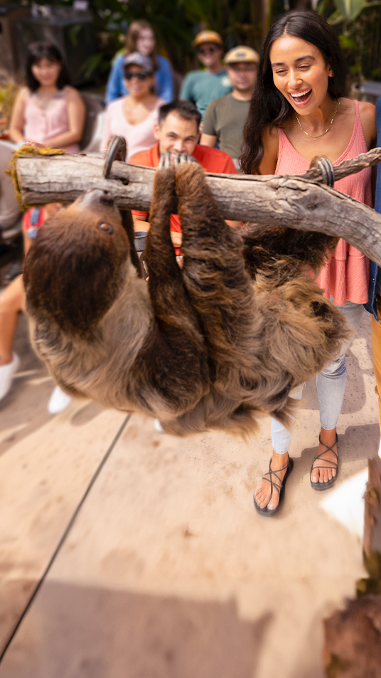 guests with a sloth