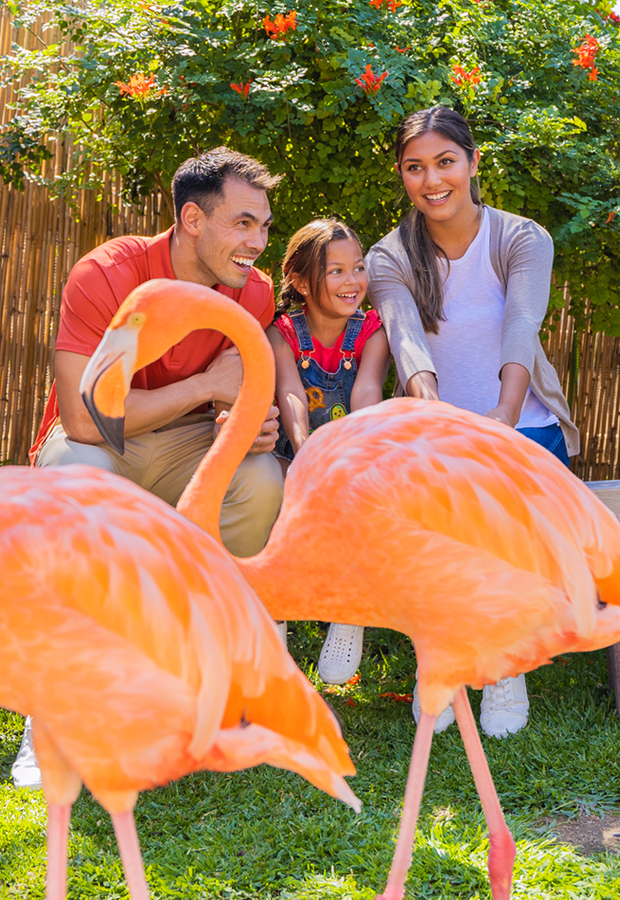 family with flamingos