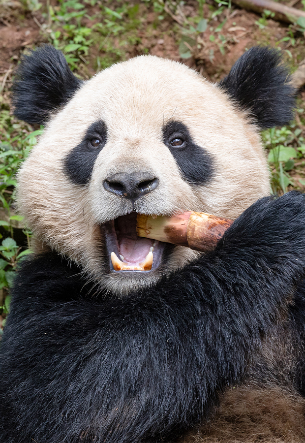 panda chewing