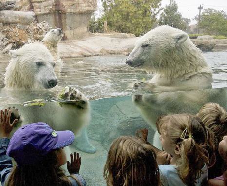 polar bears