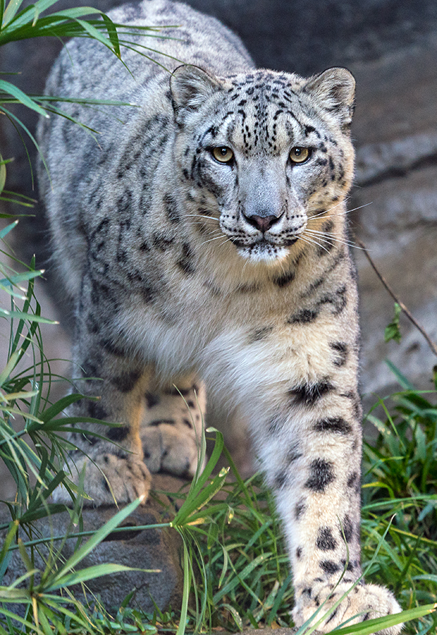 snow leopard