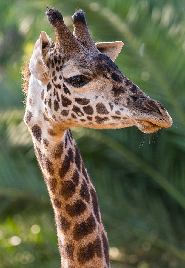 giraffe