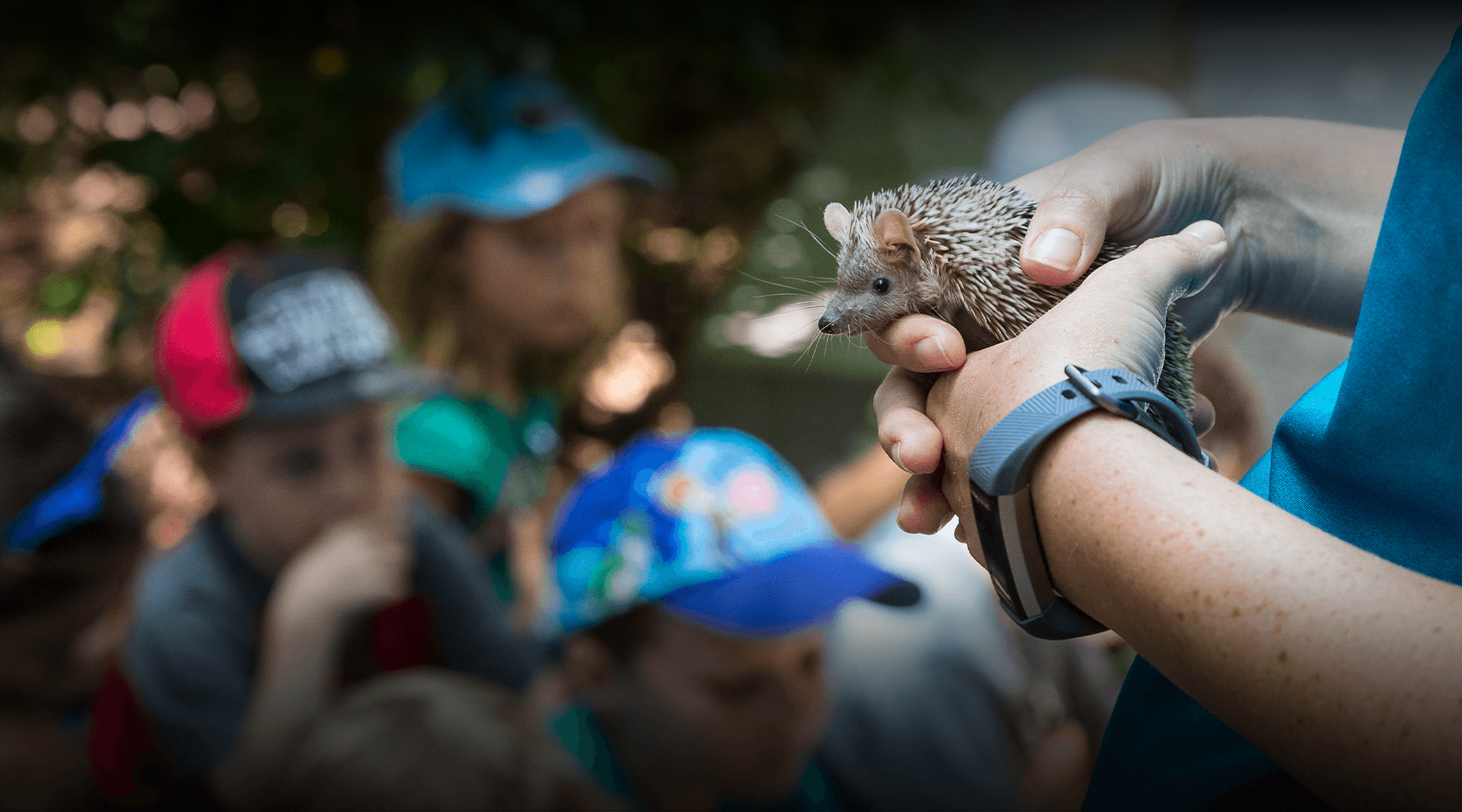 hedgehog presented in group