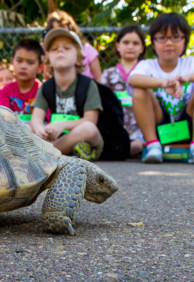 tortoise