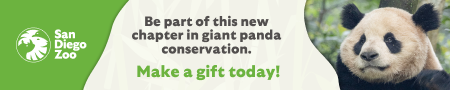 Giant Panda Donation