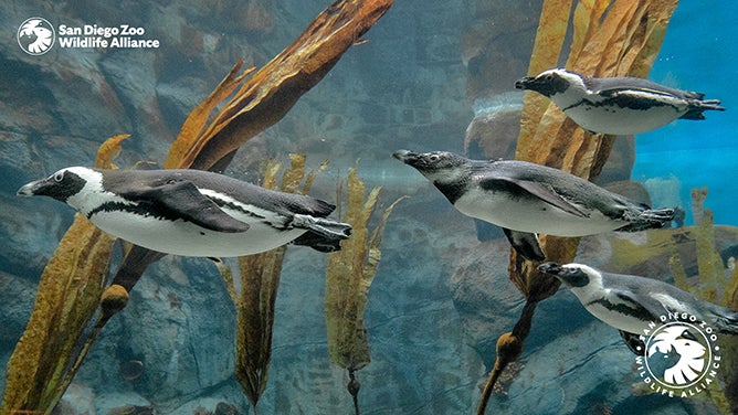 African Penguins Zoom Background