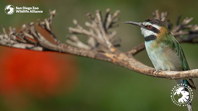 Bee eater bird zoom background