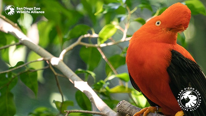 Cock of the Rock bird zoom background