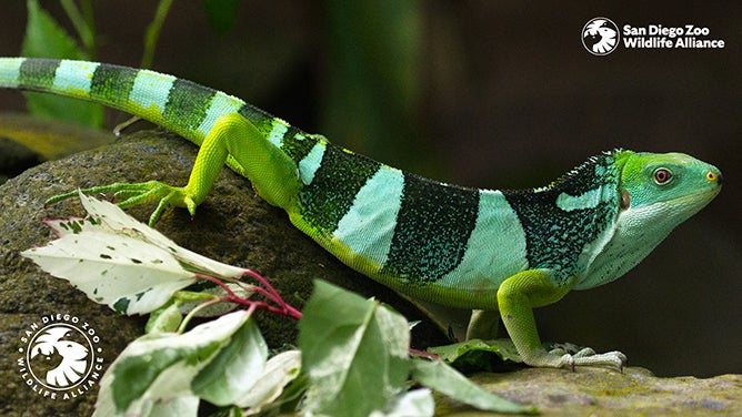 Fiji Iguana zoom background