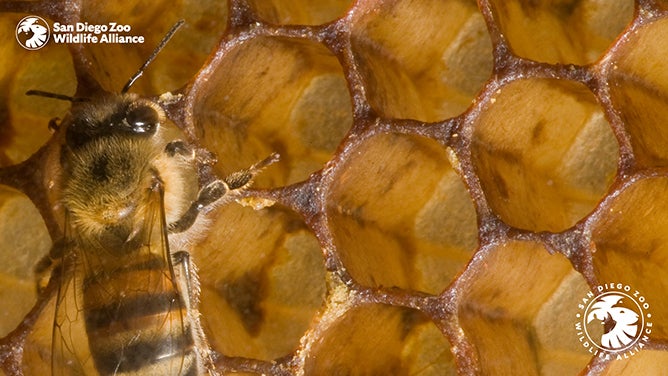 Honey Bee zoom background