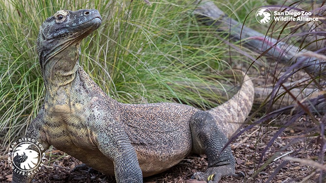 Komodo Dragon zoom background