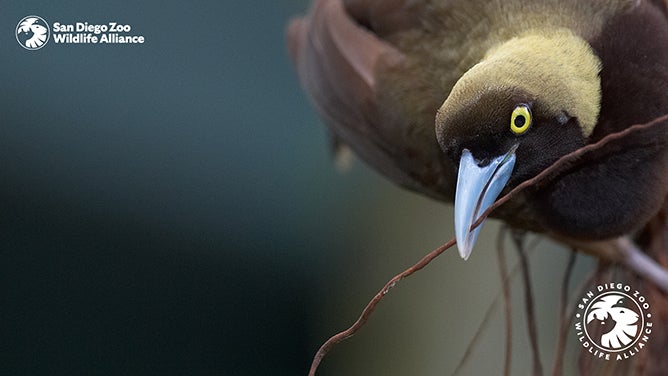 Raggiana Bird of Paradise zoom background