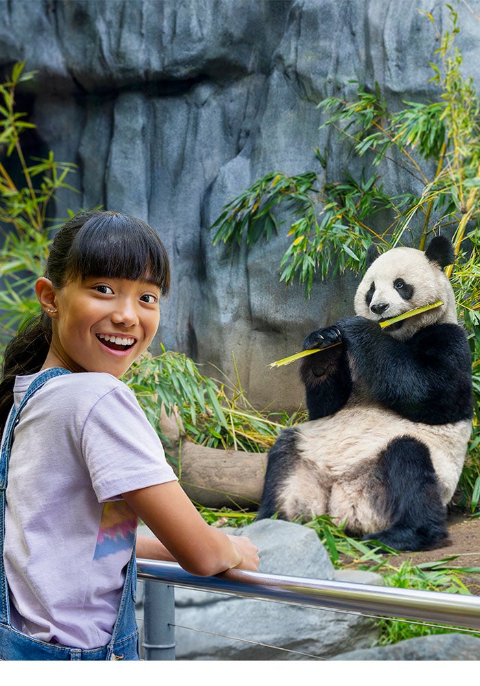 Giant Panda