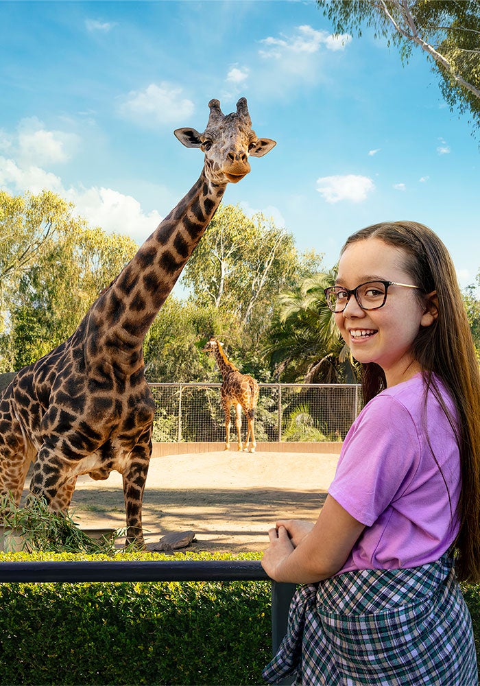 Giraffe