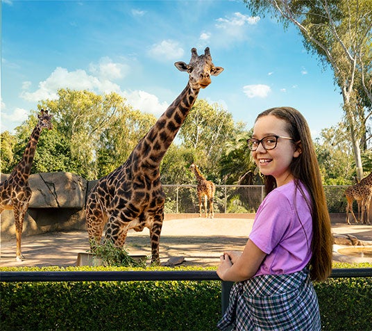 giraffe