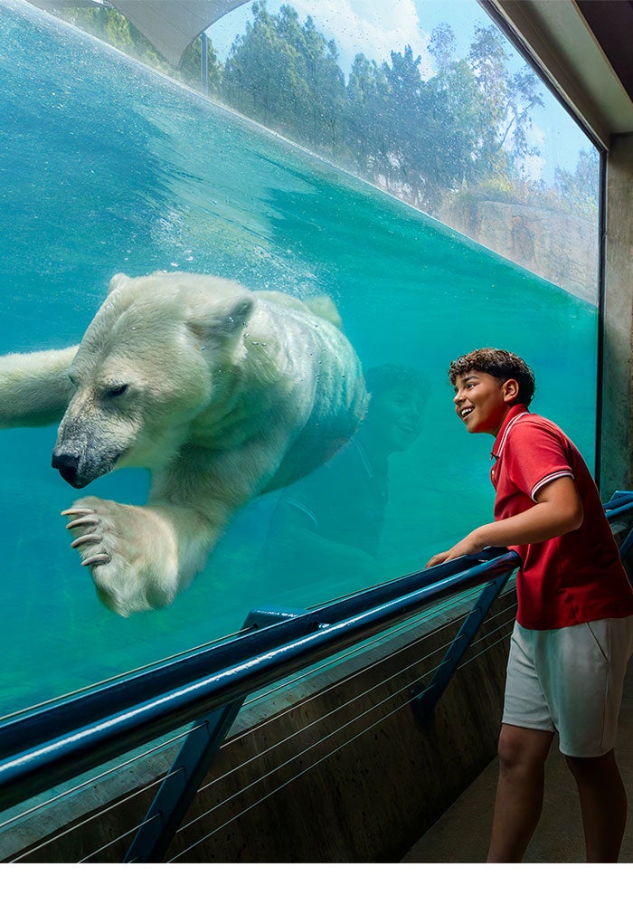 Polar Bear