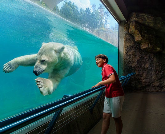 polar bear
