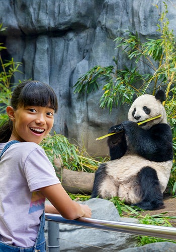 Giant panda and girl