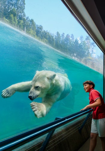 polar bear and boy