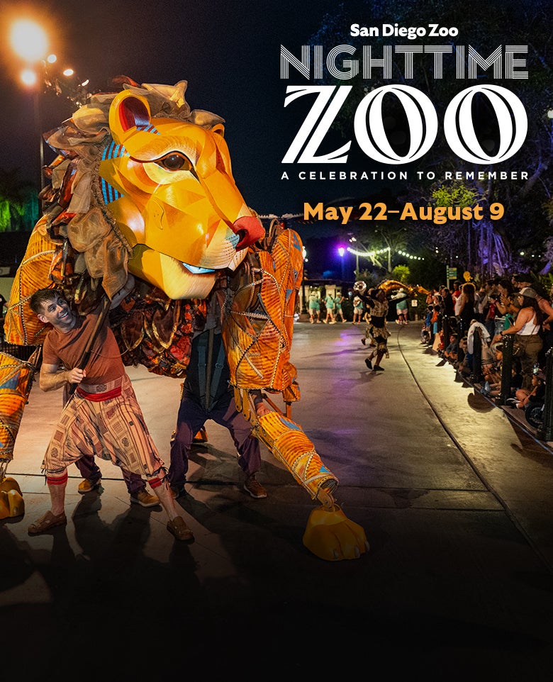 San Diego Zoo Nighttime Zoo A Celebration to Remember May 22 - August 9