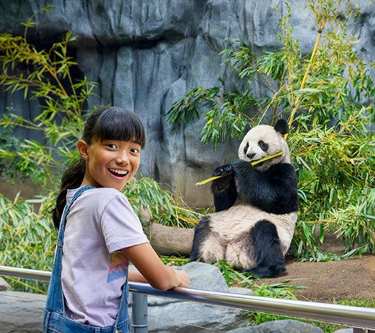 giant panda