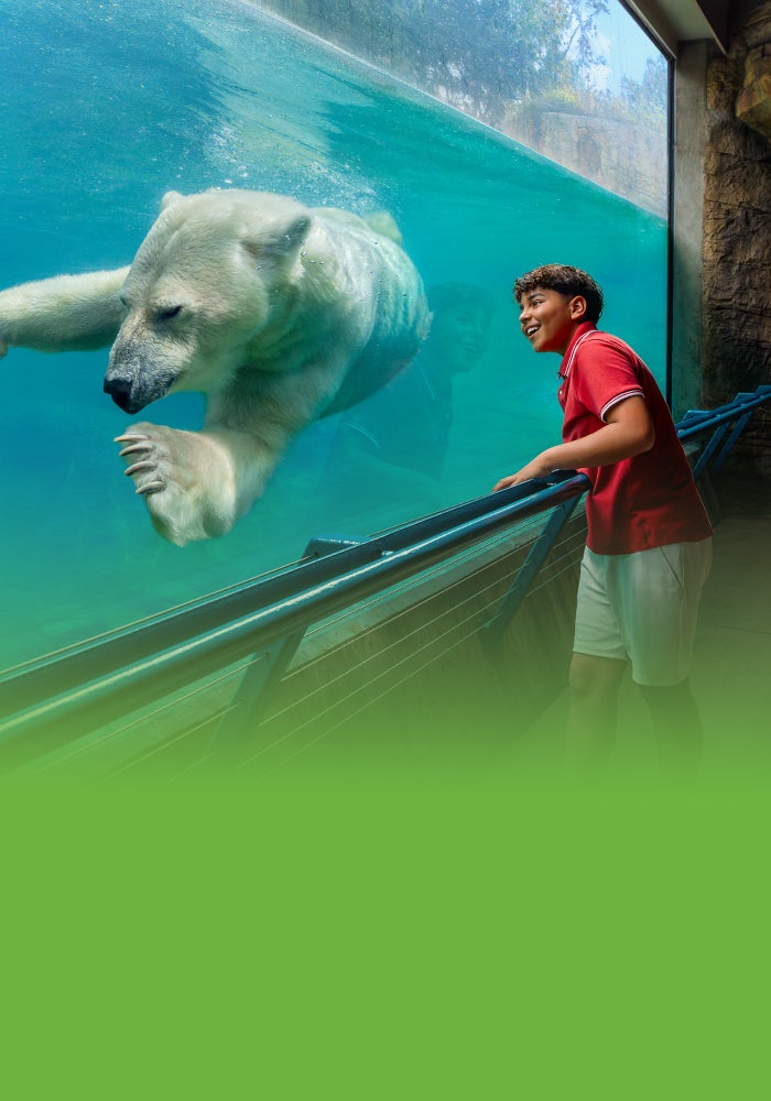 boy and polar bear