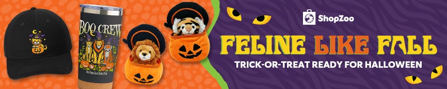 ShopZoo Feeline like fall merch