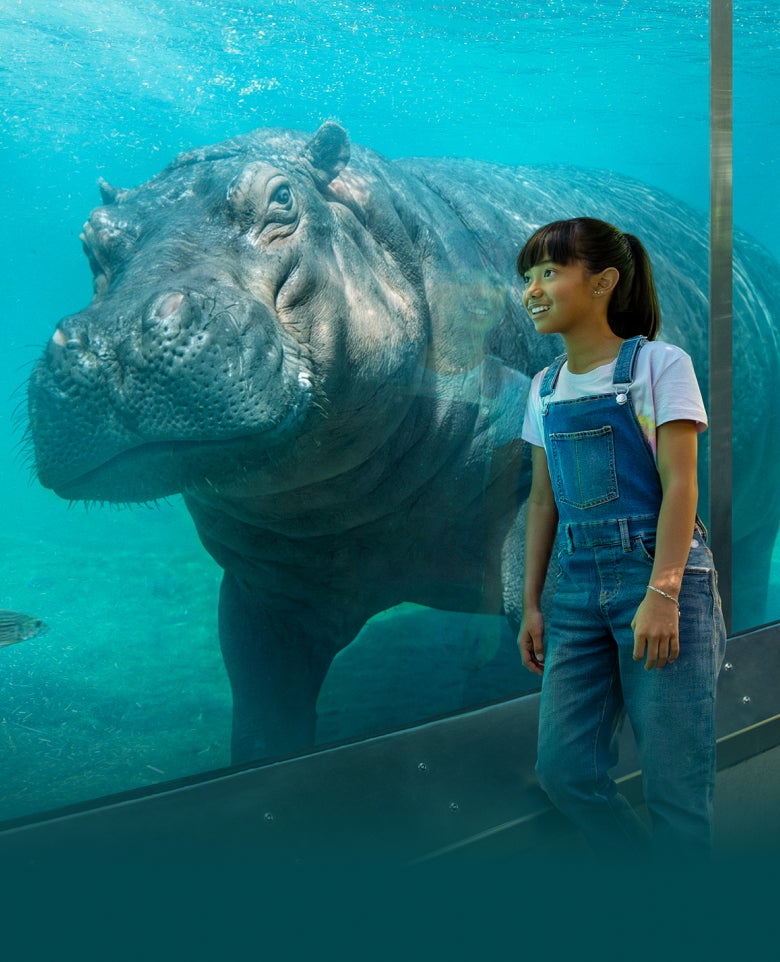 Hippo and child at zoo 
