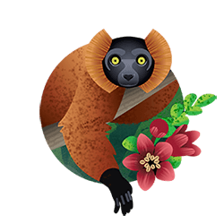 lemur icon