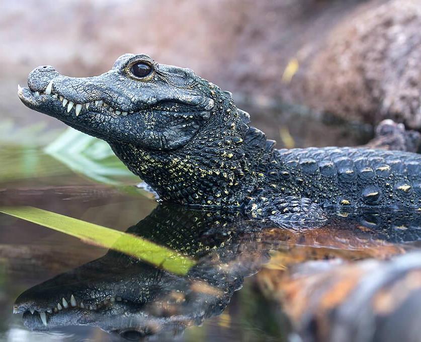 dwarf crocodile in a pond