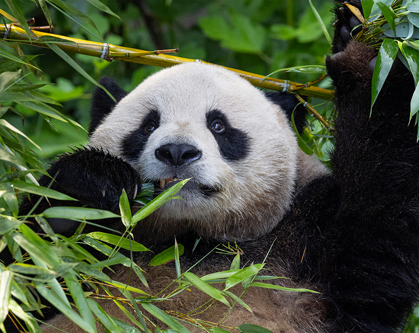 Giant Panda in habitat