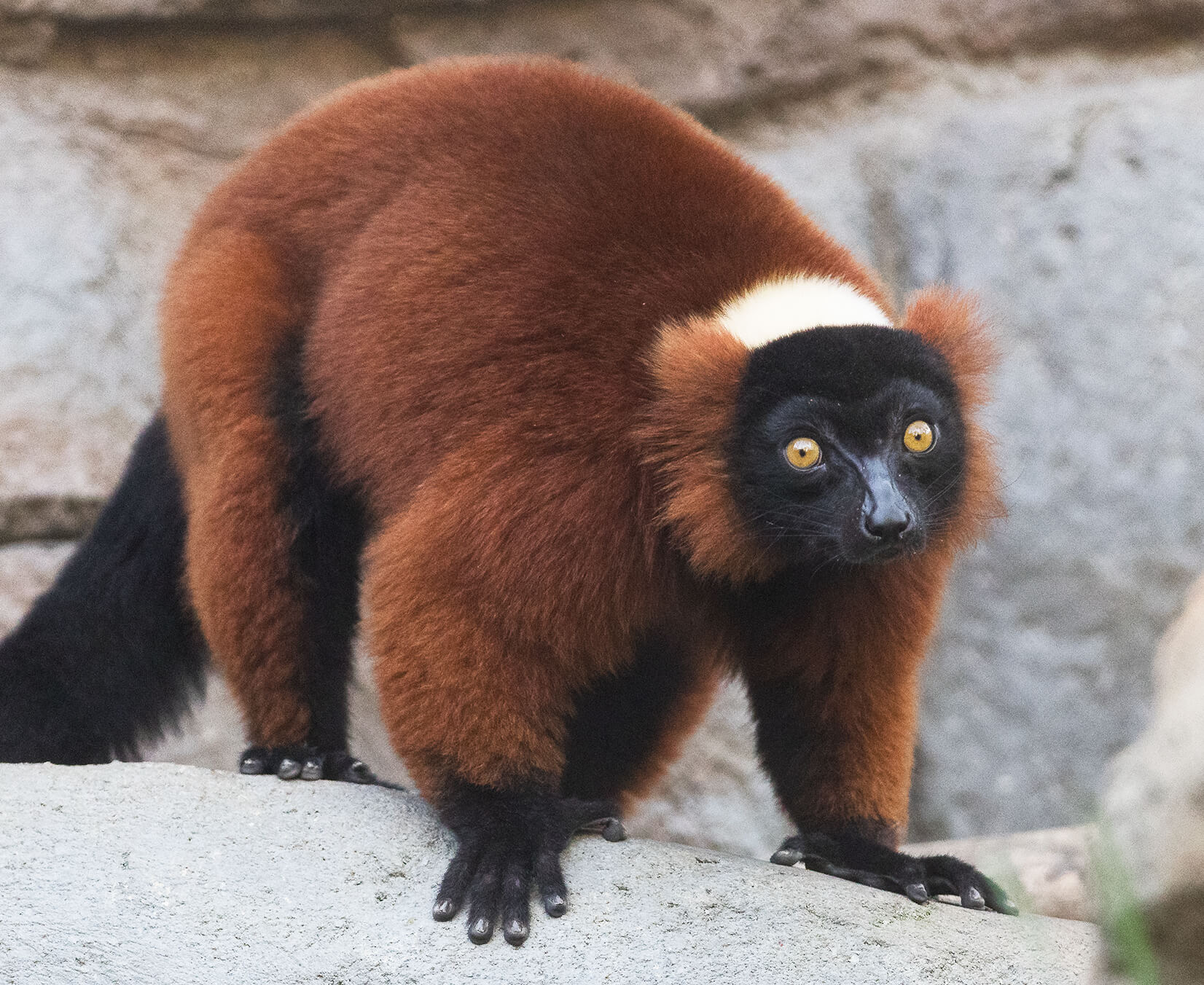 red ruffed lemur looks at the camera