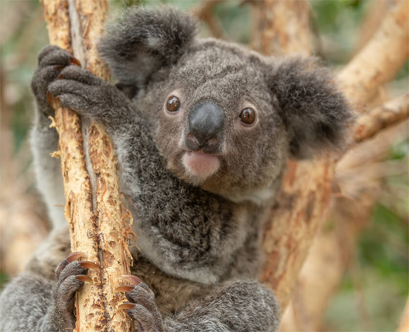 koala