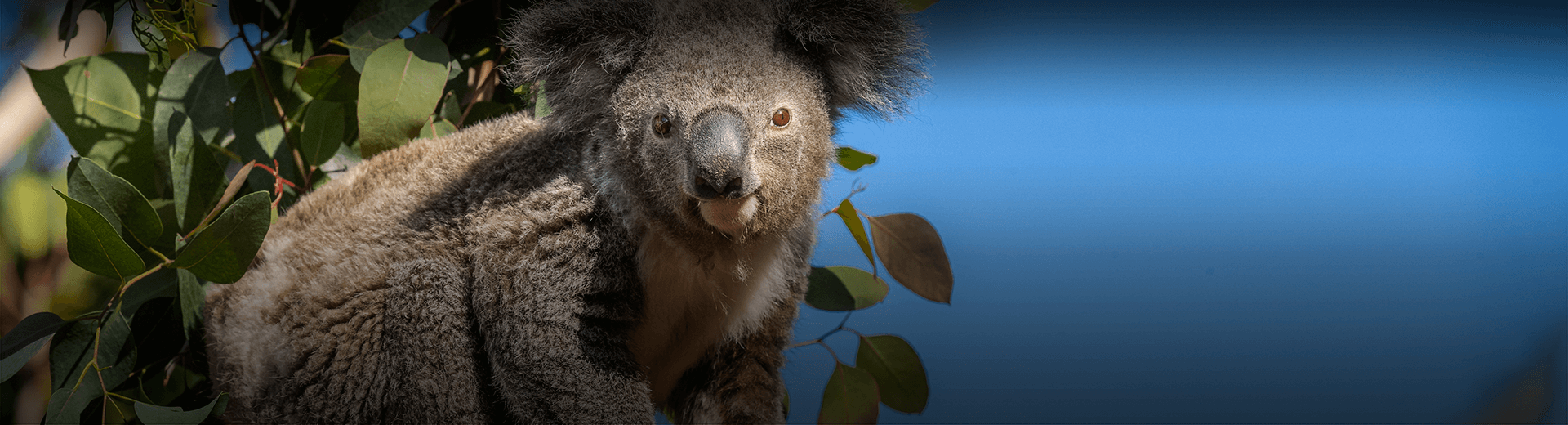 Koala Cam | San Diego Zoo