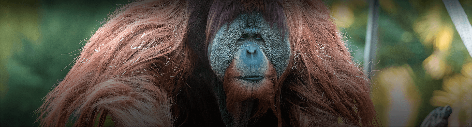 Oranguatan looks at the camera