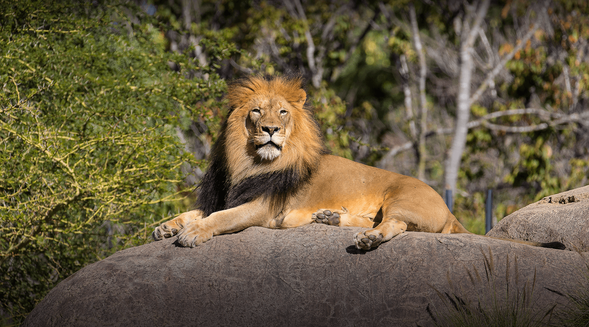 Lion lays on a rock. 