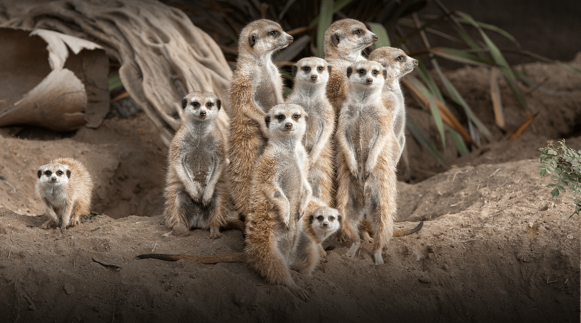 A group of meerkats look at the camera.