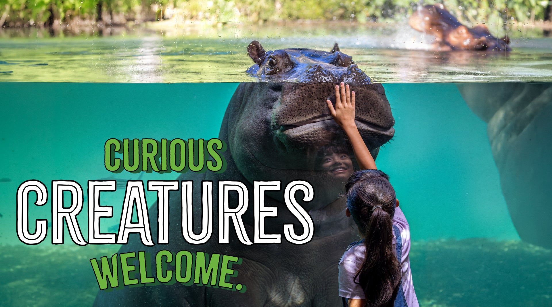 Curiouse Creatures Welcome