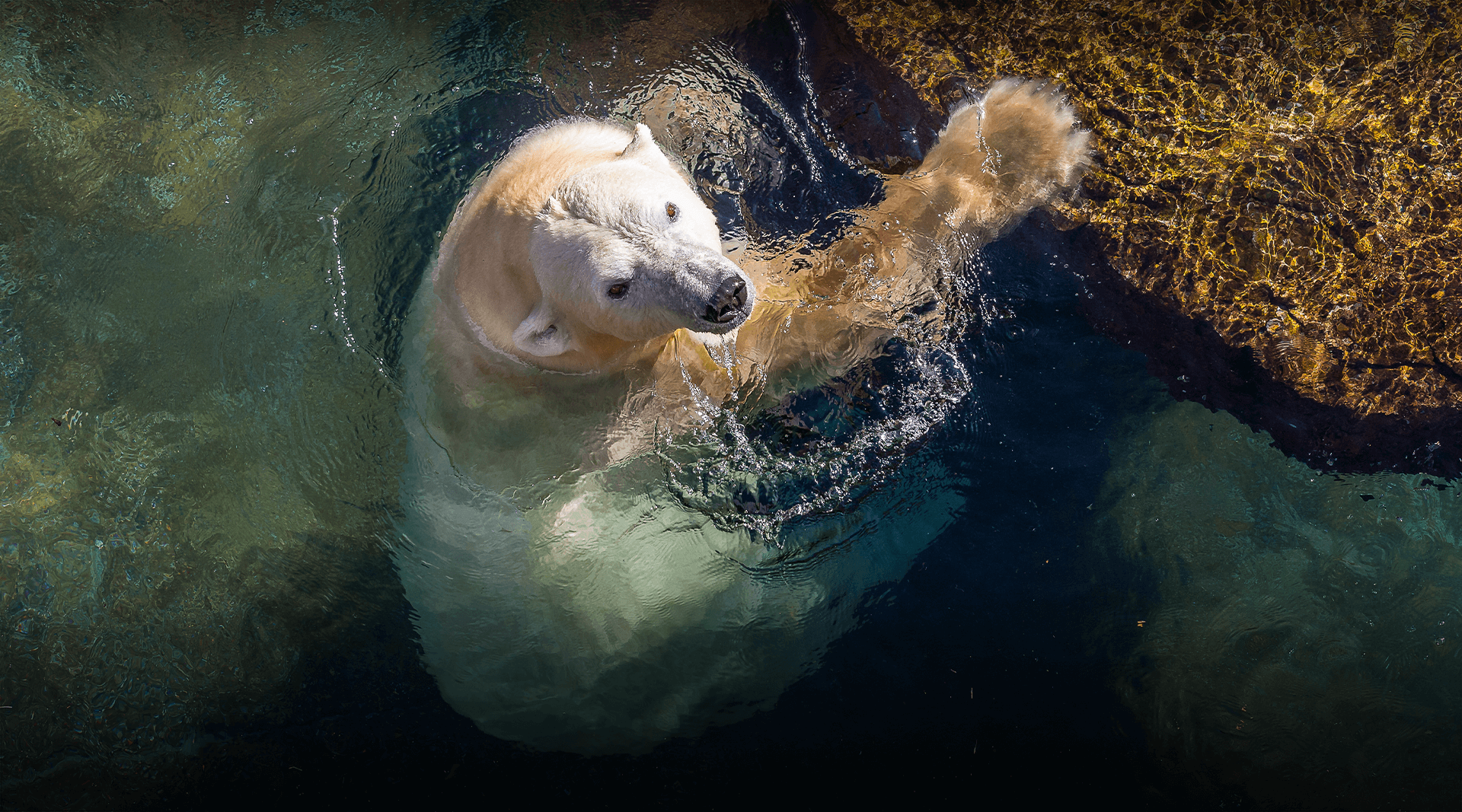 Polar bear in the pool looking up a the camera