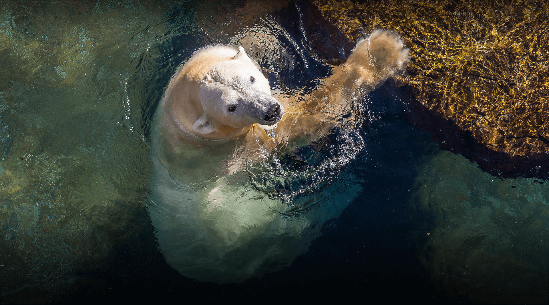 We’re Here Together | San Diego Zoo