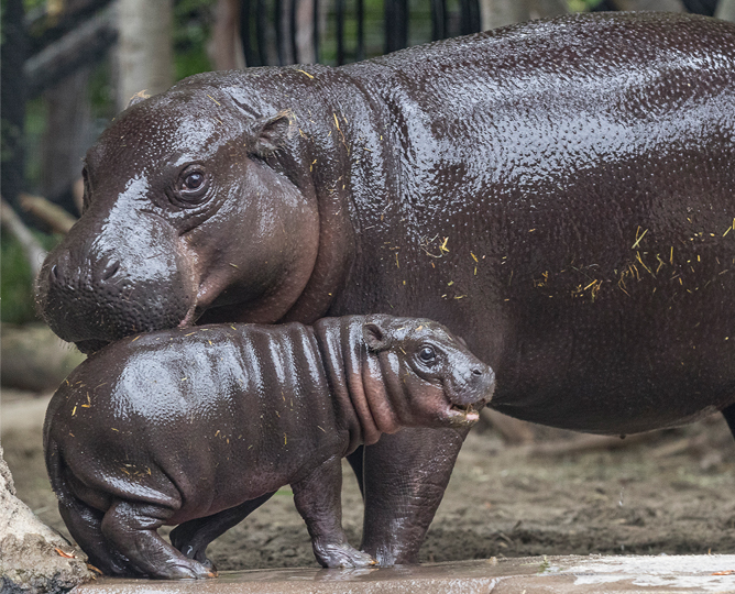 Pygmy hippo mother and calf