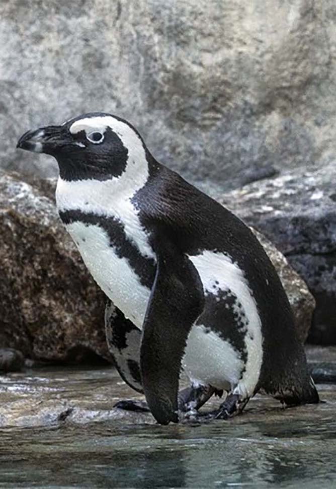 African Penguin