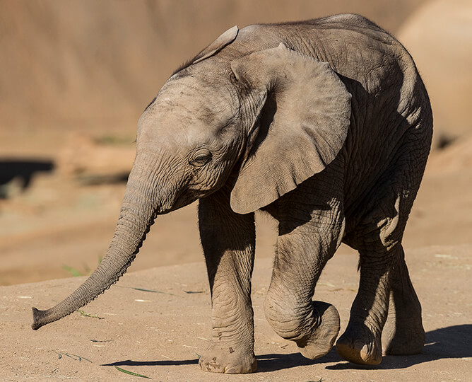 Elephant calf named Mkhaya