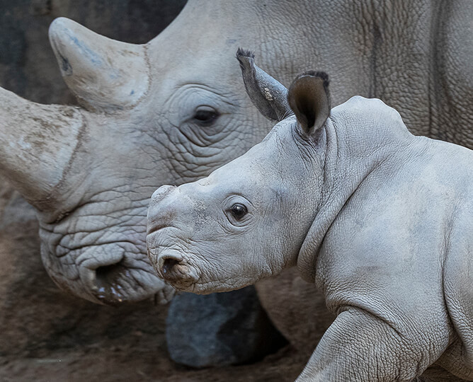 Rhino calf Edward and his mother