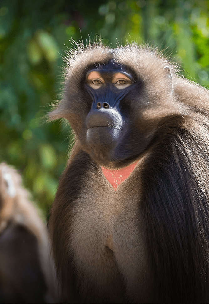 Gelada